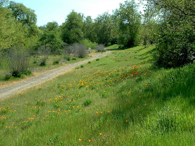 Poppies along the dirt trail